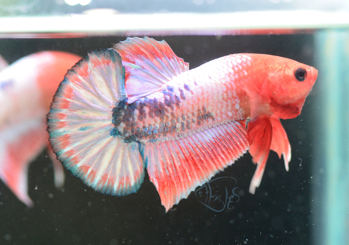 Pastel Pink Fancy Plakat Male