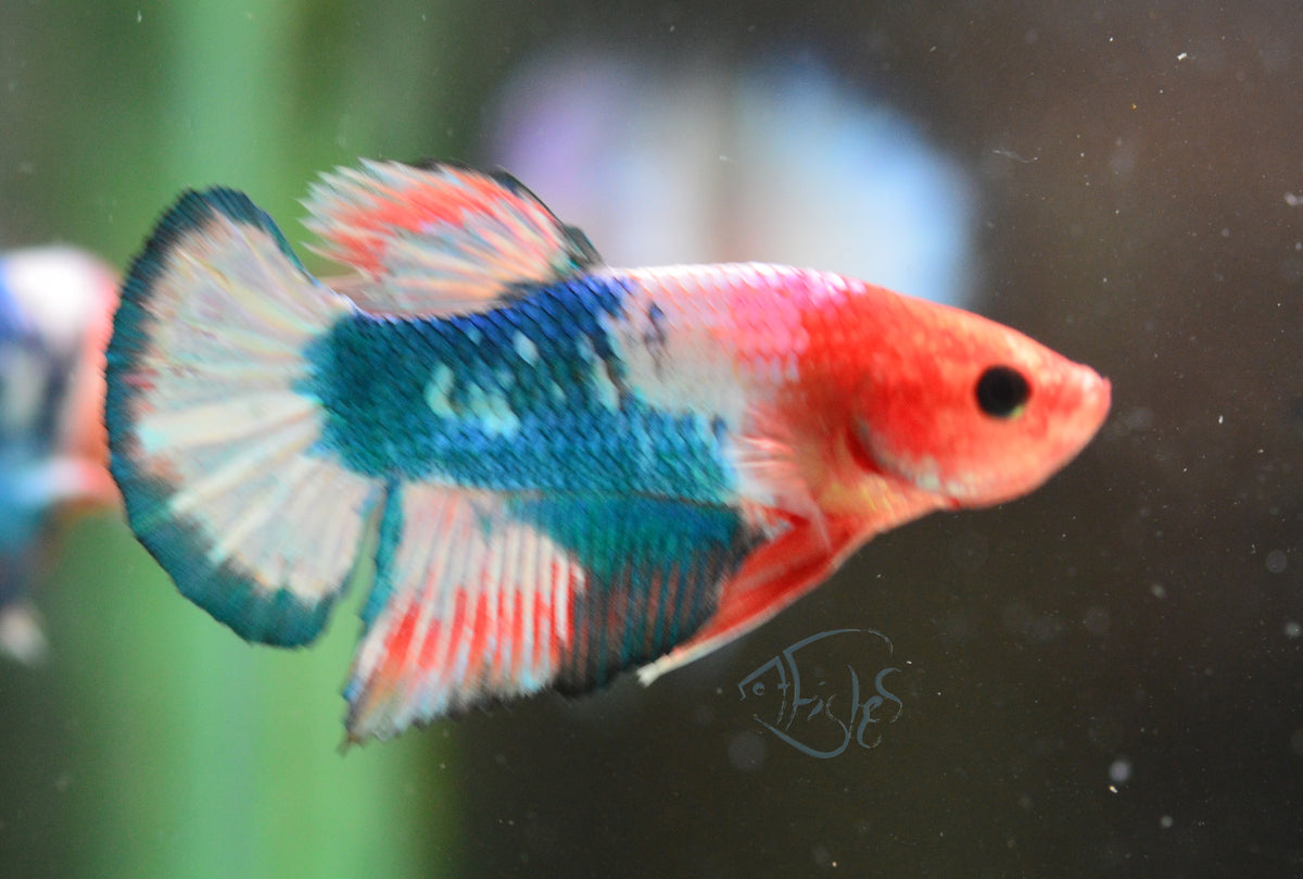 Pastel Pink Fancy Plakat Male