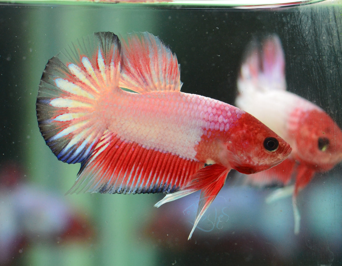 Pastel Pink Fancy Plakat Male