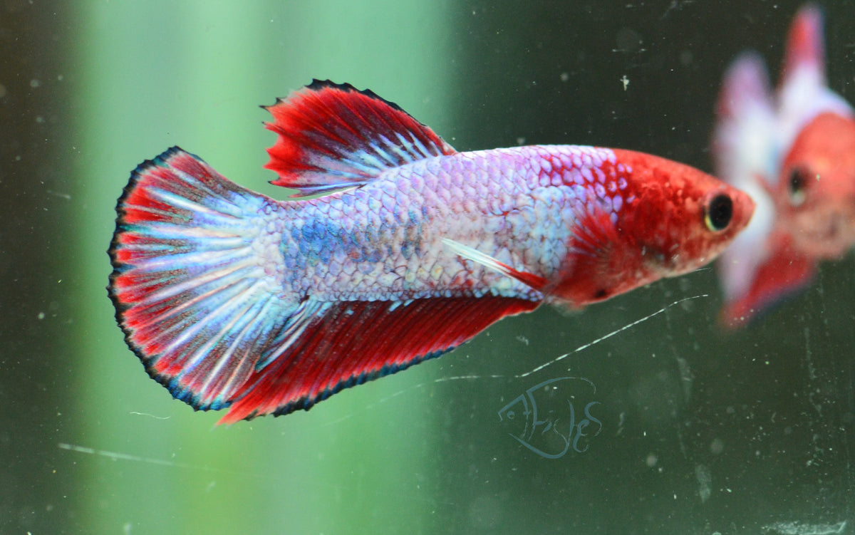 Red Fancy Plakat Male