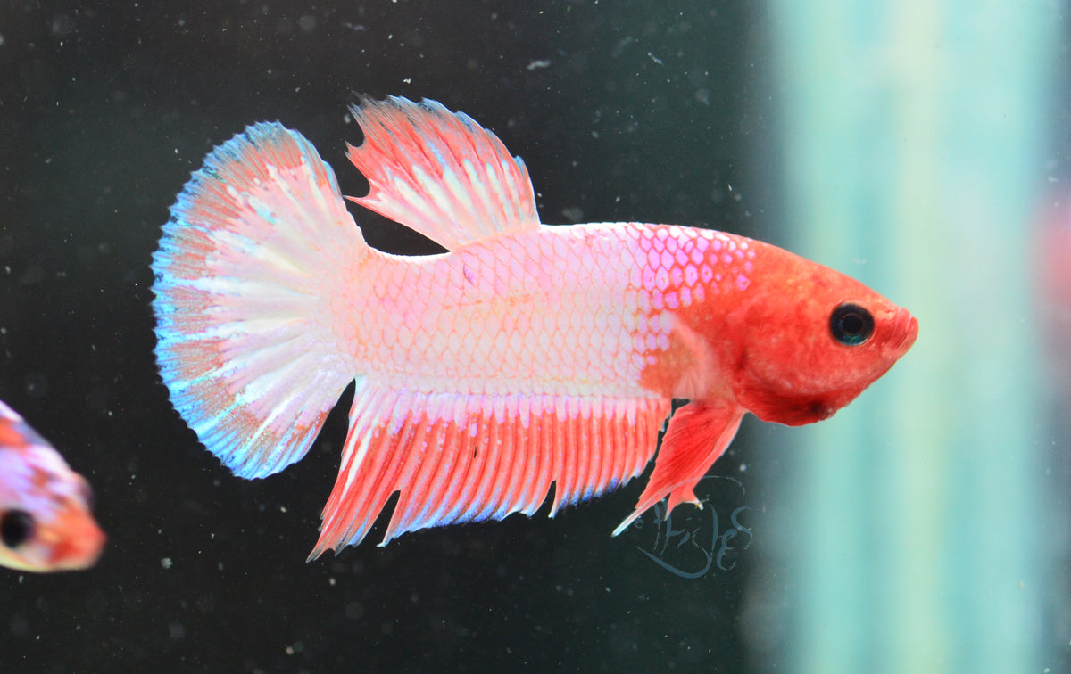 Pastel Pink Fancy Plakat Male