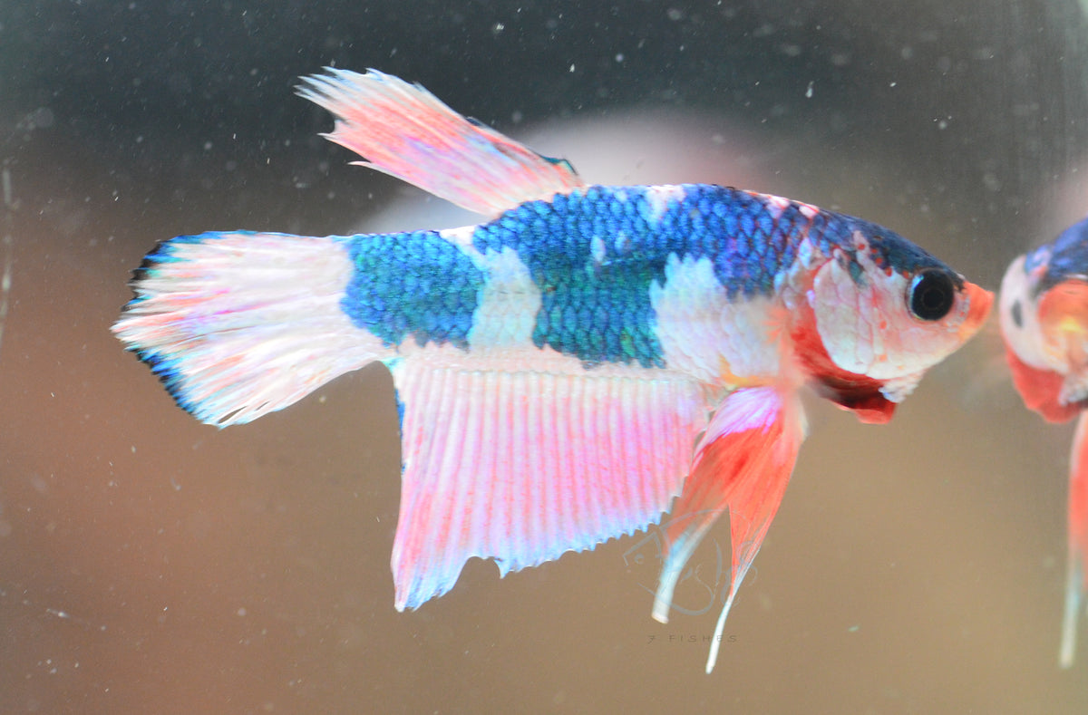 Pastel Pink Fancy Plakat Male