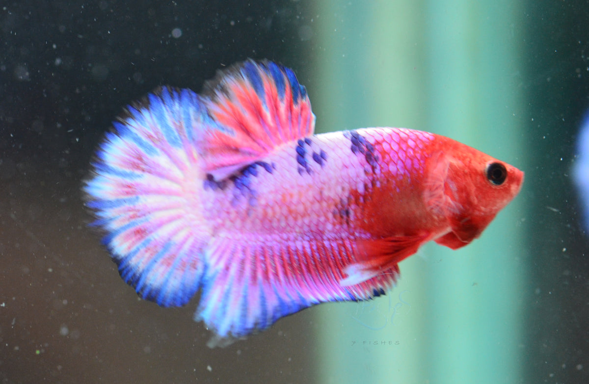 Pastel Pink Fancy Plakat Male
