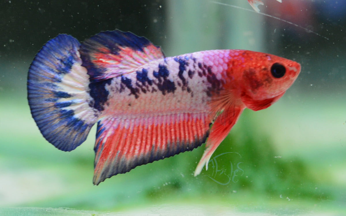 Pastel Pink Fancy Plakat Male
