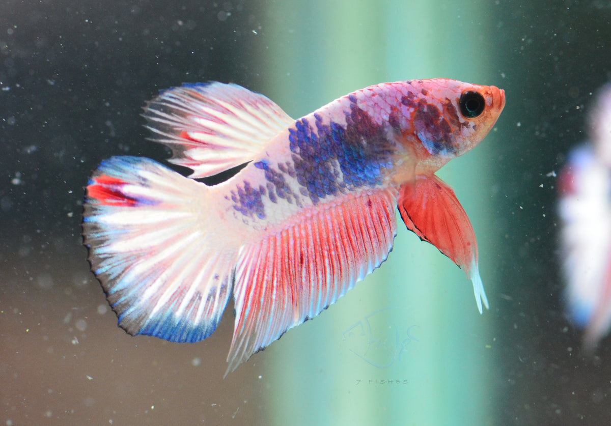 Pastel Pink Fancy Plakat Male