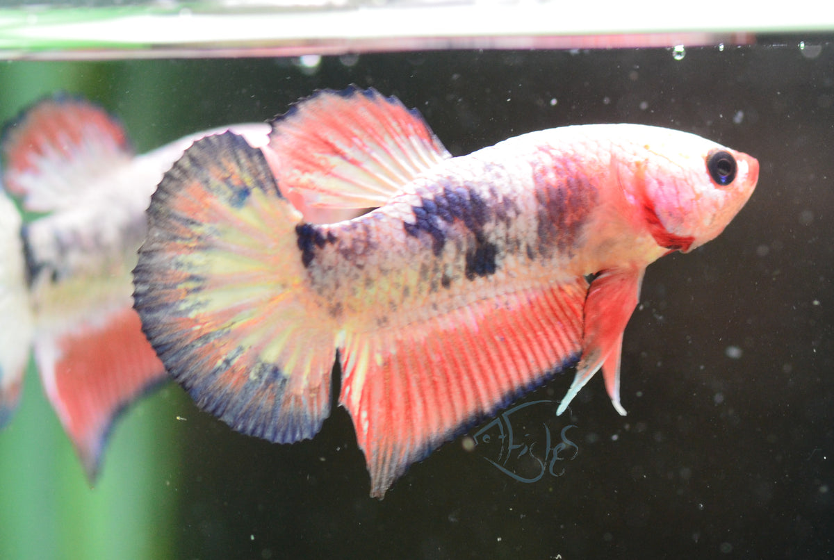 Pastel Pink Fancy Plakat Male