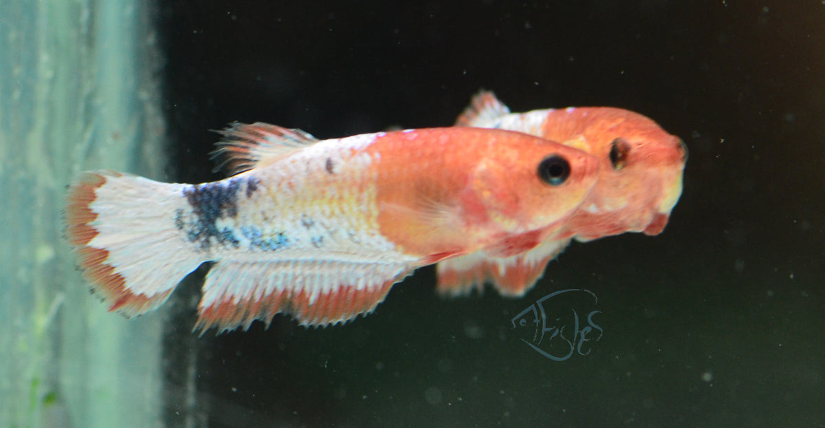 Pastel Orange Fancy Plakat Female