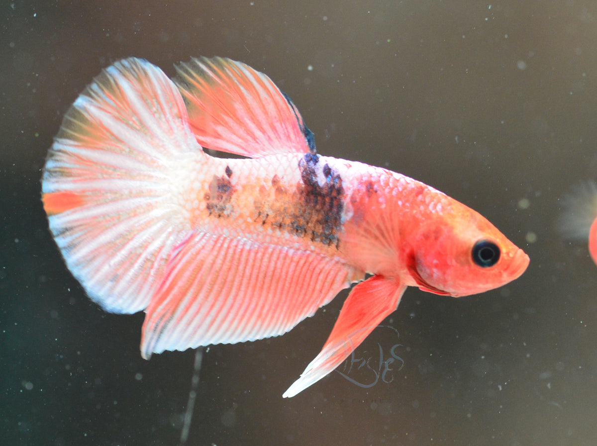 Pastel Pink Fancy Plakat Male