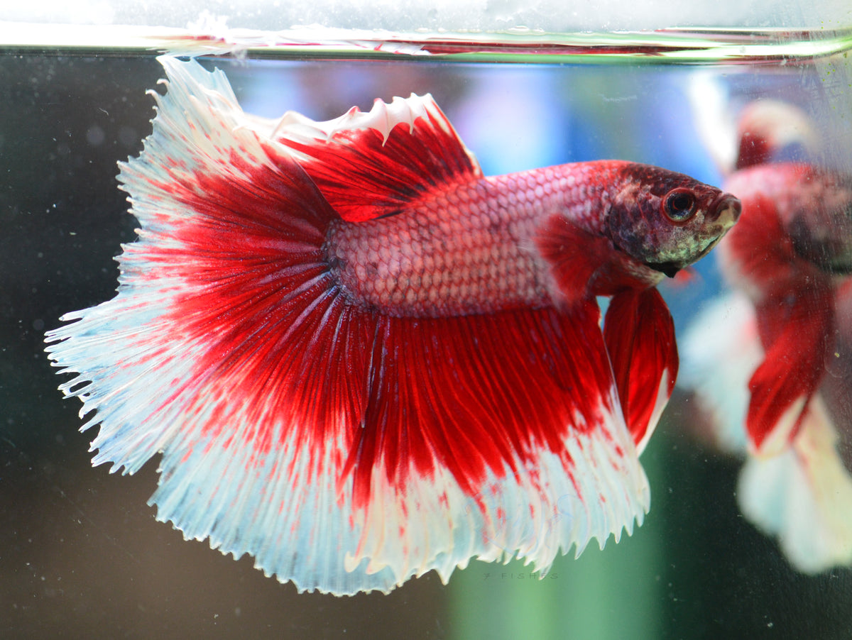 Red Butterfly Halfmoon Male