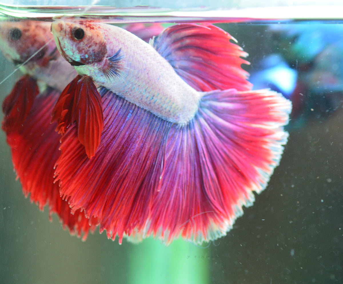 Purple Mascot Halfmoon Male