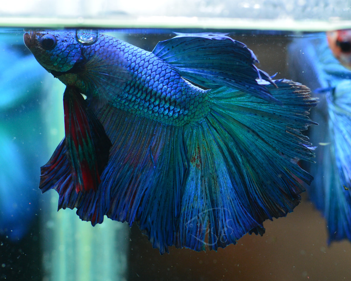 Blue Halfmoon Male