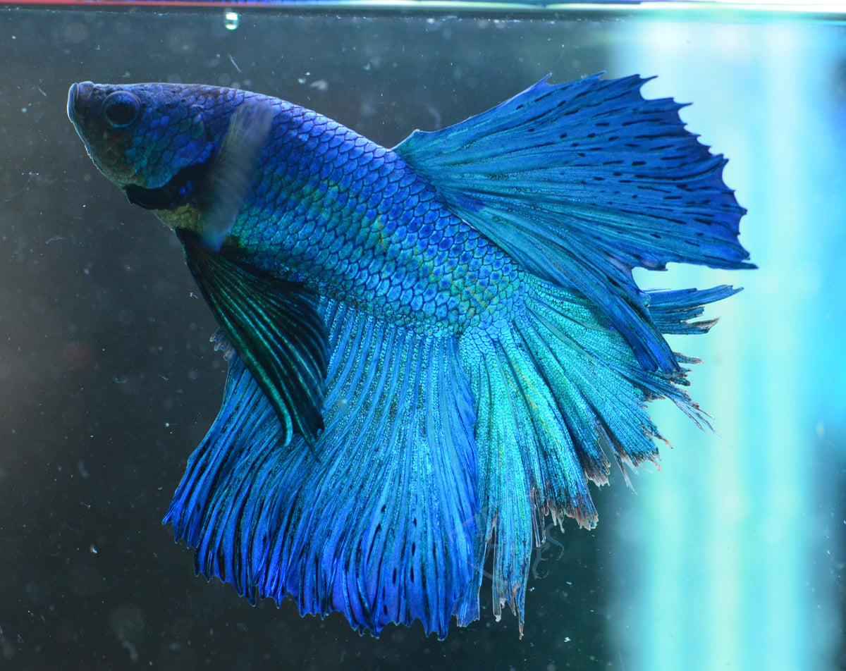 Blue Halfmoon Male