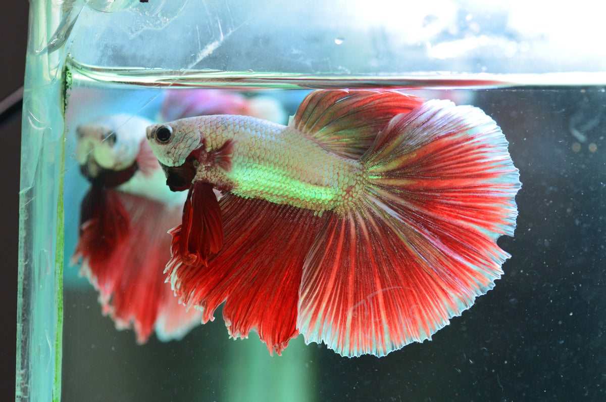 Red Dragon Halfmoon Male