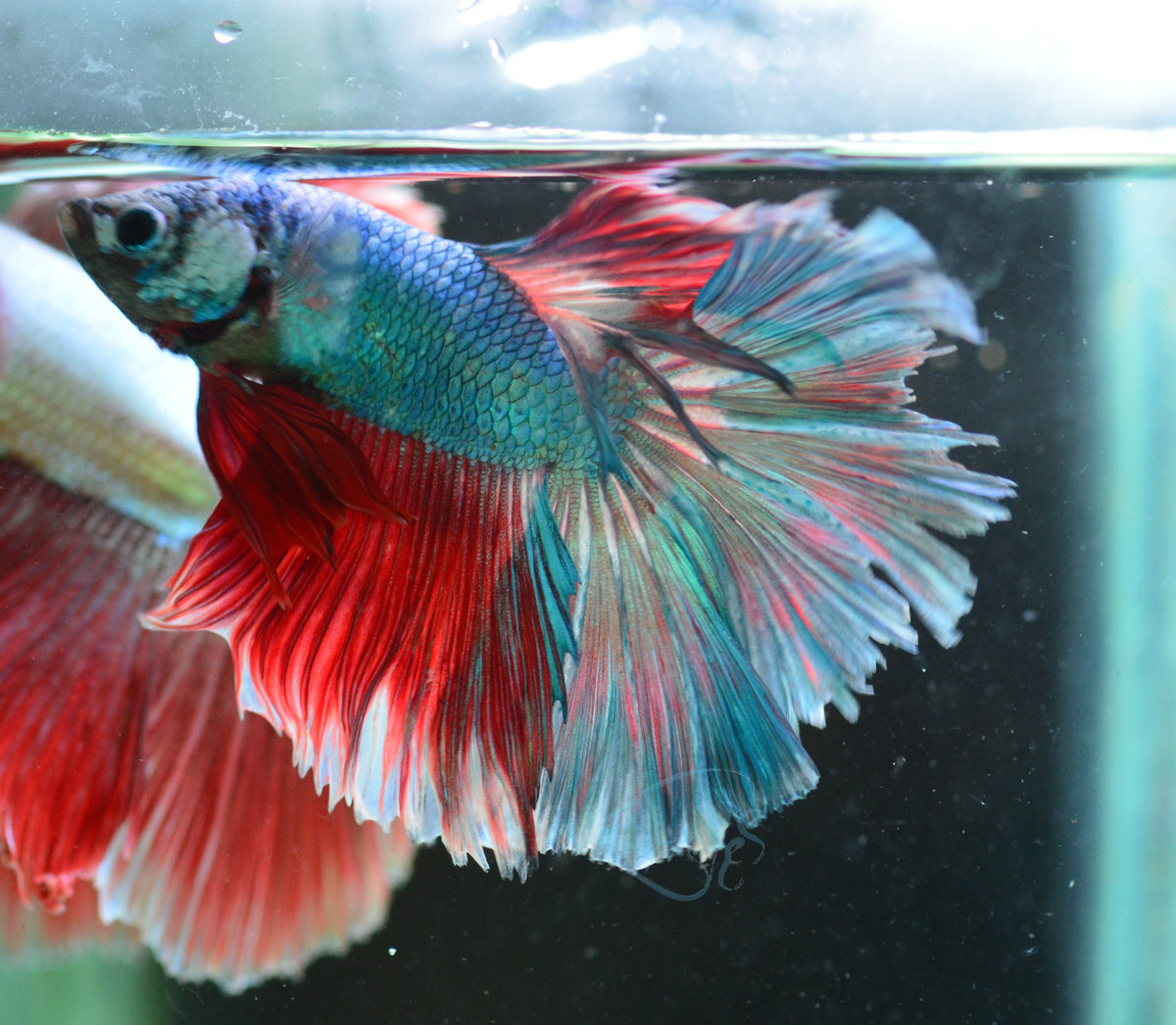 Marble Halfmoon Male