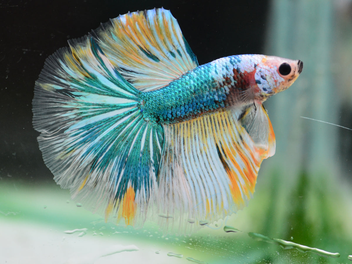 Marble Halfmoon Male