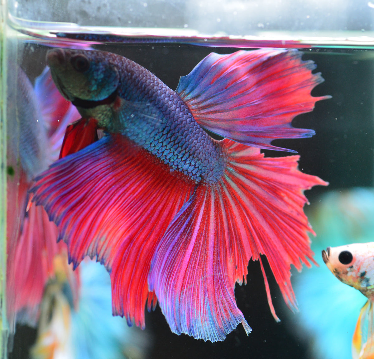 Purple Red Halfmoon Male