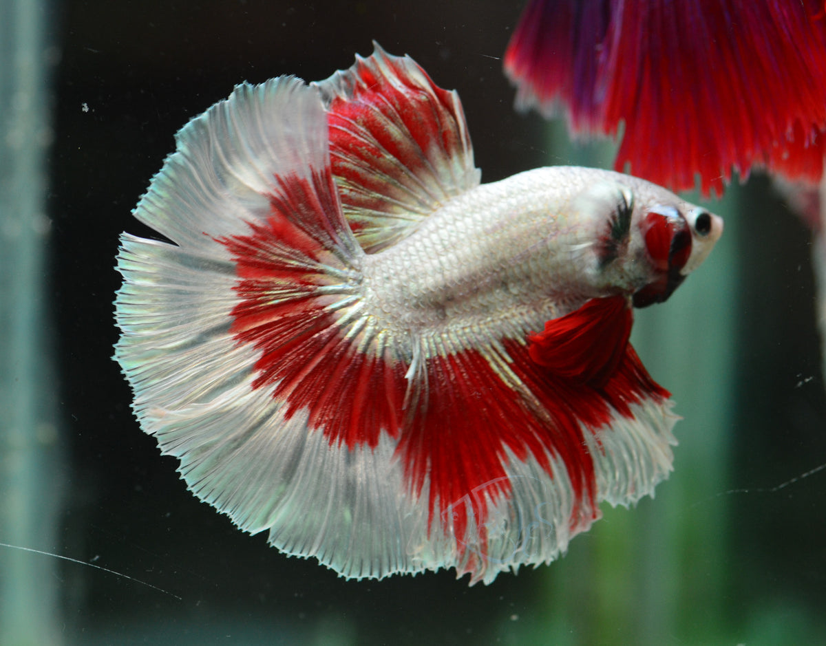 Red Dragon Butterfly Halfmoon Male