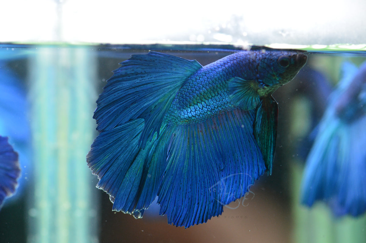 Blue Halfmoon Male