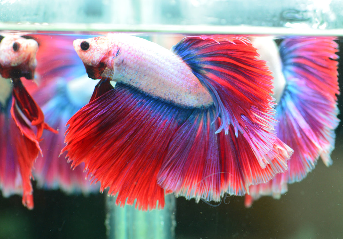 Cambodian Mascot Halfmoon Male