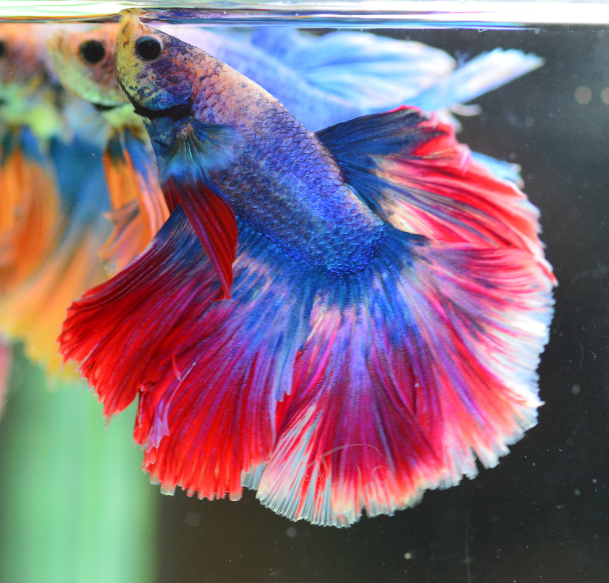 Cambodian Mascot Halfmoon Male