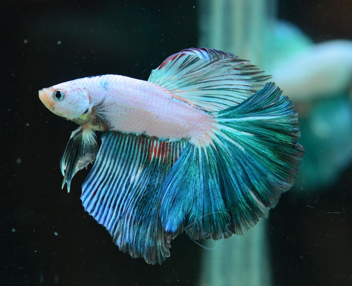 Blue Rim Halfmoon Male