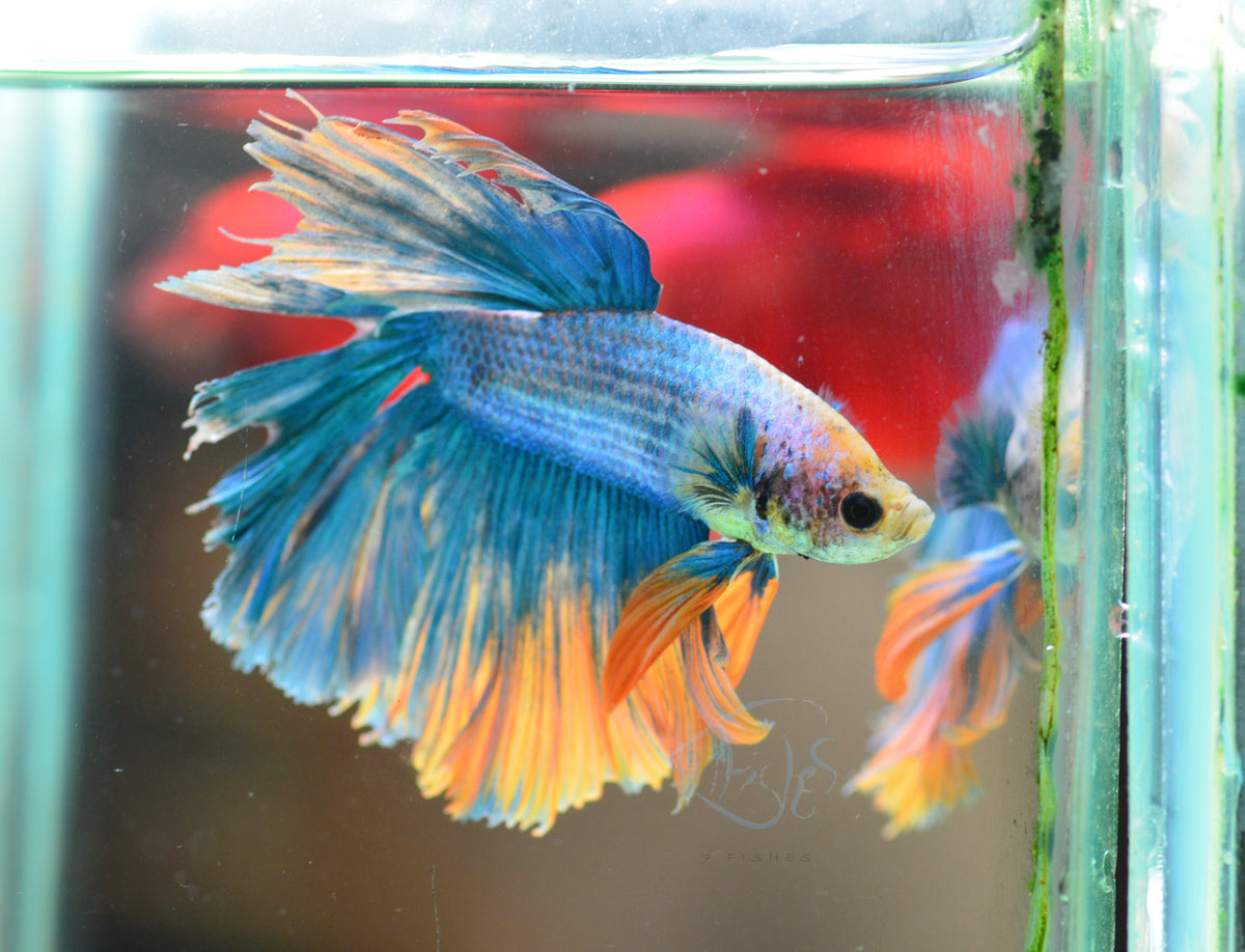 Blue Yellow Mascot Halfmoon Male