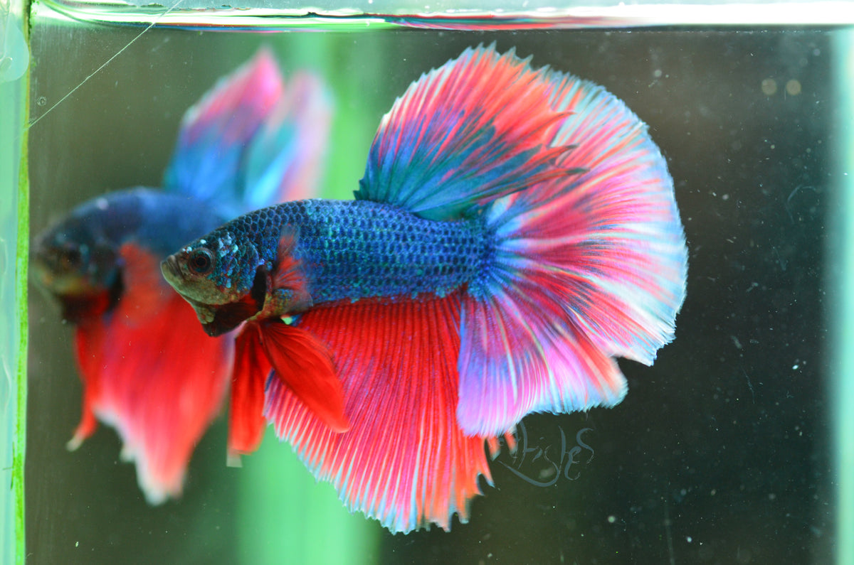 Turquoise Bicolour Halfmoon Male