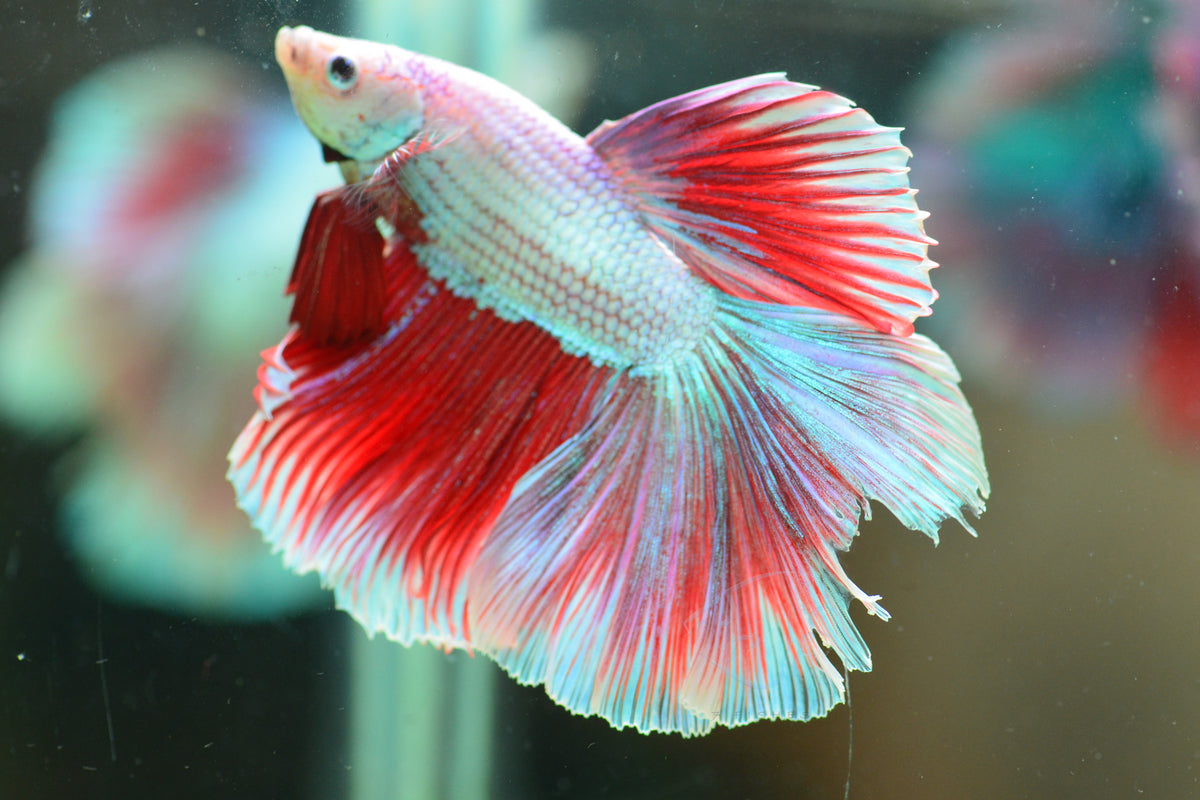 Iridescent Purple Halfmoon Male