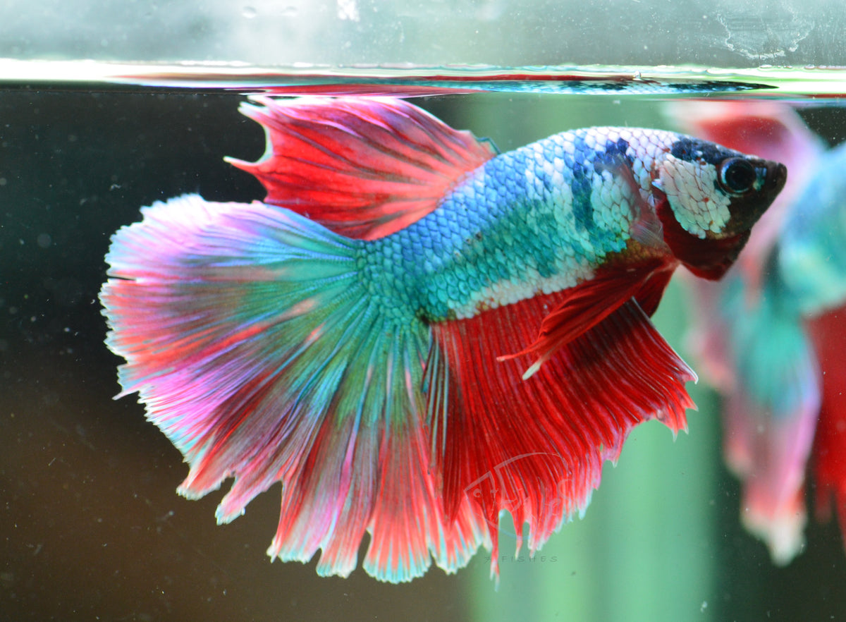 Turquoise Fancy Halfmoon Male