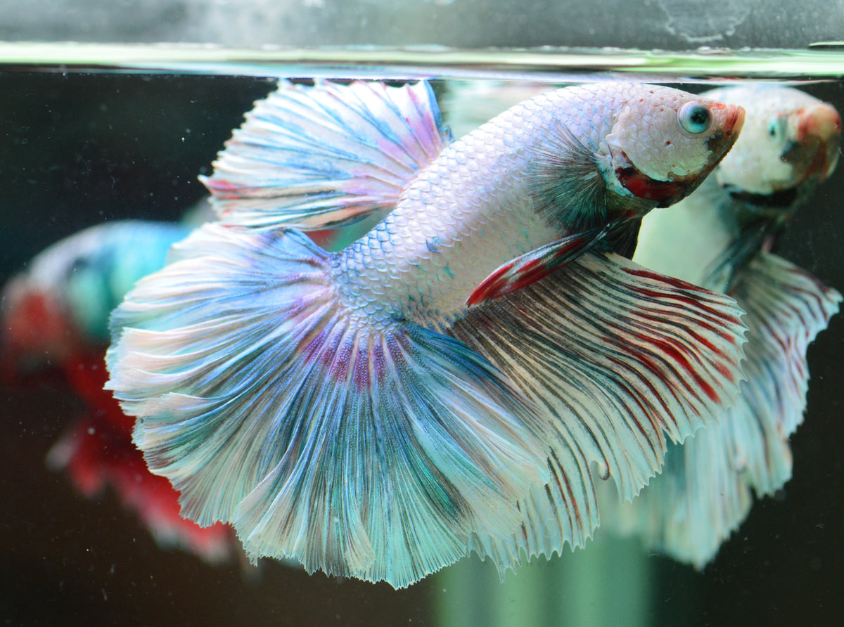 Pastel Fancy Halfmoon Male