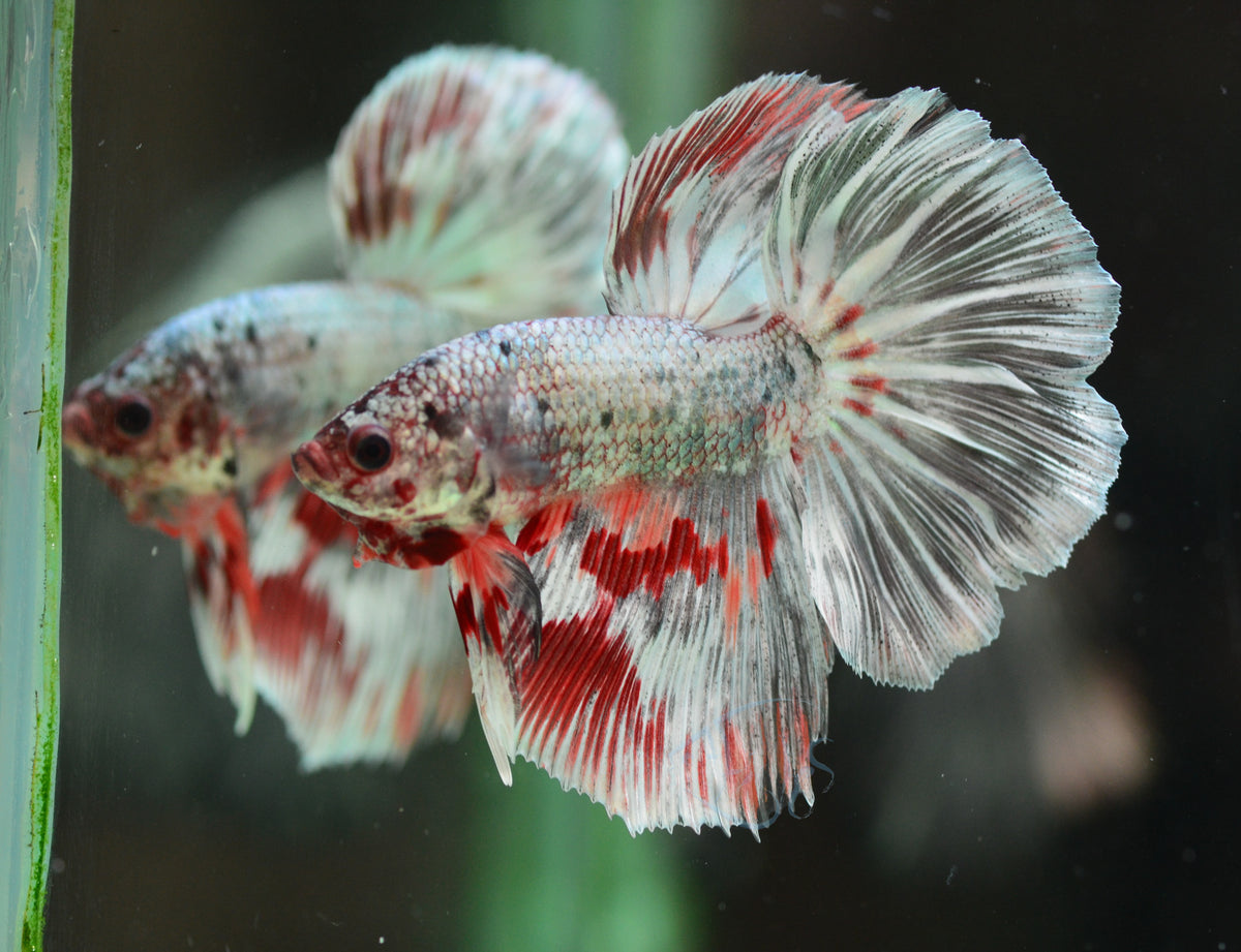 Copper Fancy Halfmoon Male