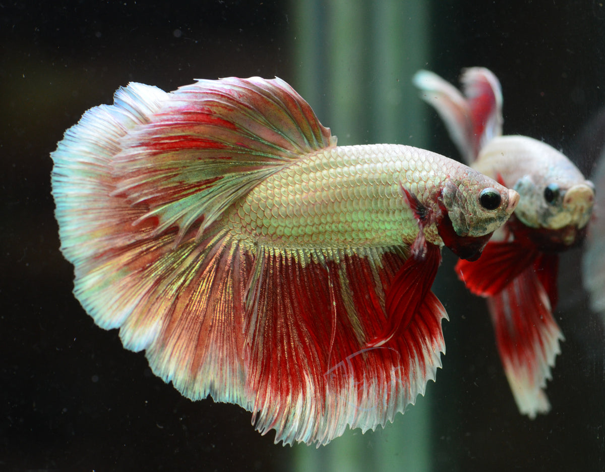 Red Dragon Halfmoon Male