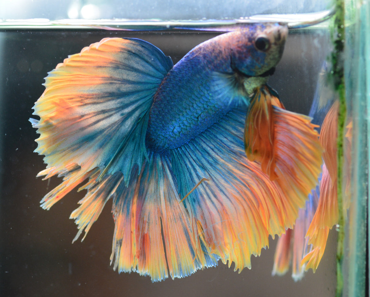 Blue Yellow Mascot Halfmoon Male