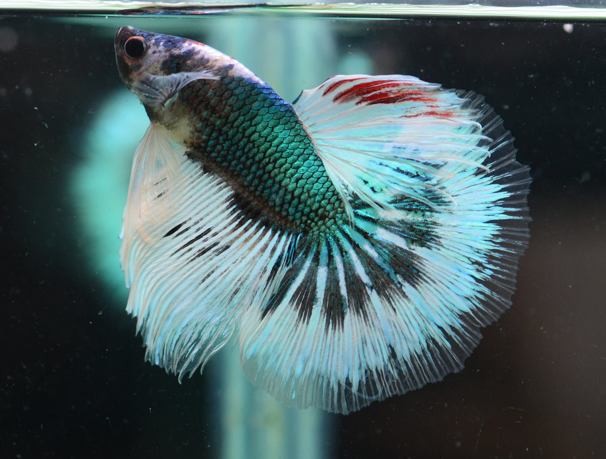 Turquoise Black Butterfly Halfmoon Male