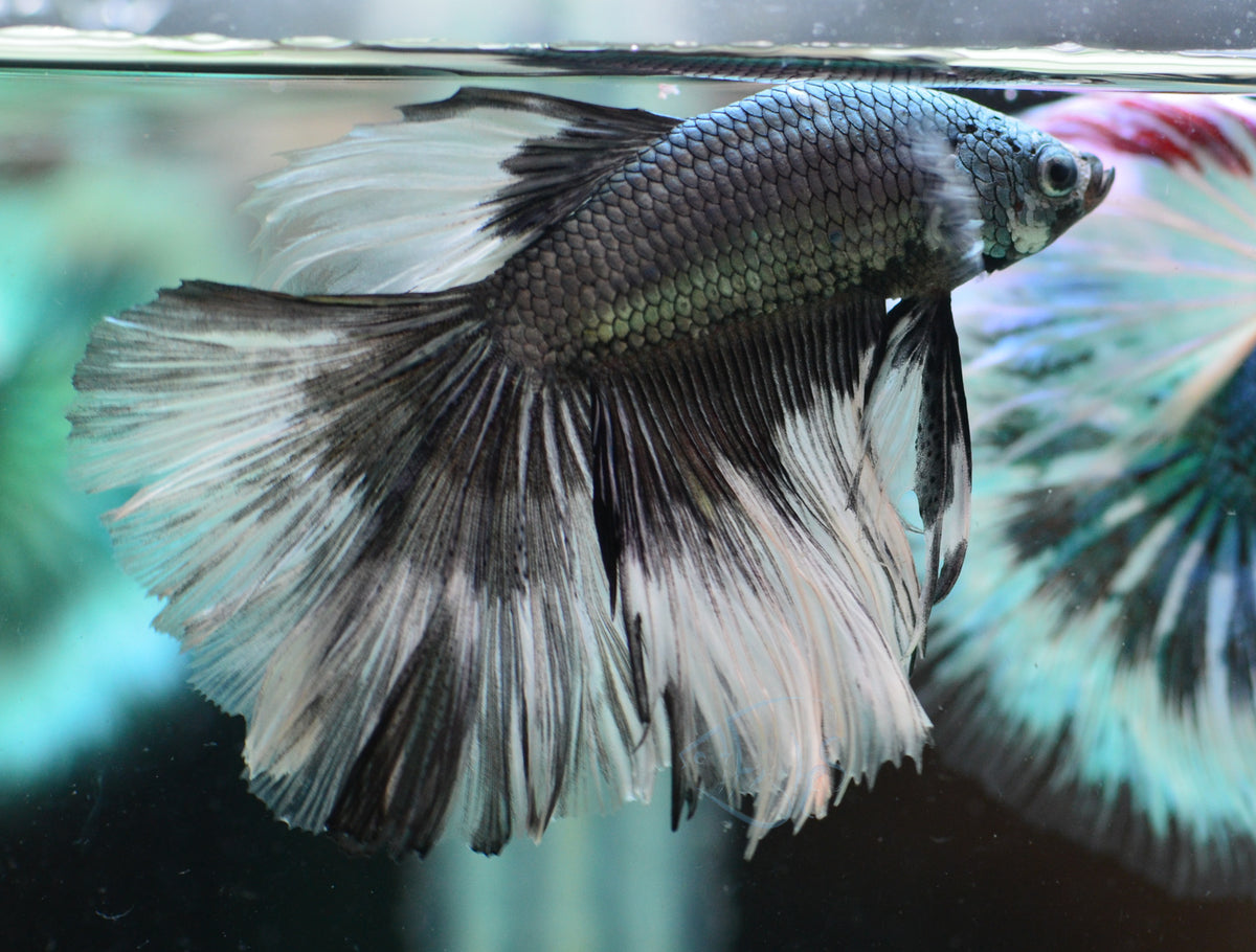 Copper Black Butterfly Halfmoon Male