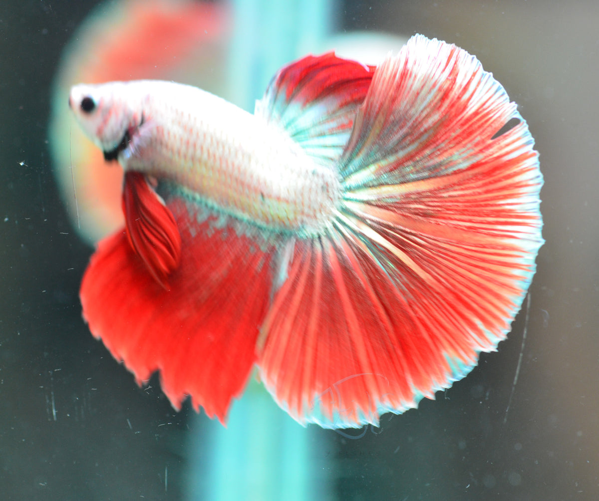 Copper Red Dragon Halfmoon Male