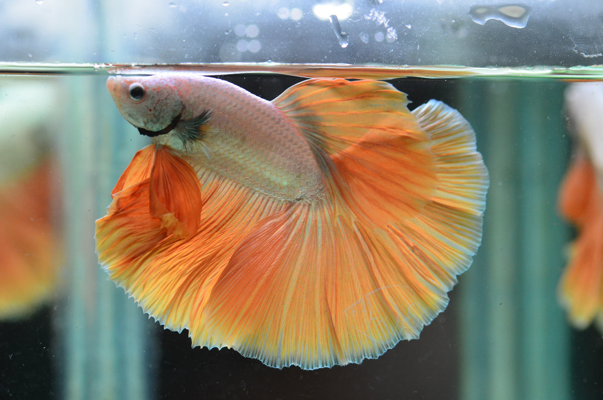 Yellow Dragon Halfmoon Male