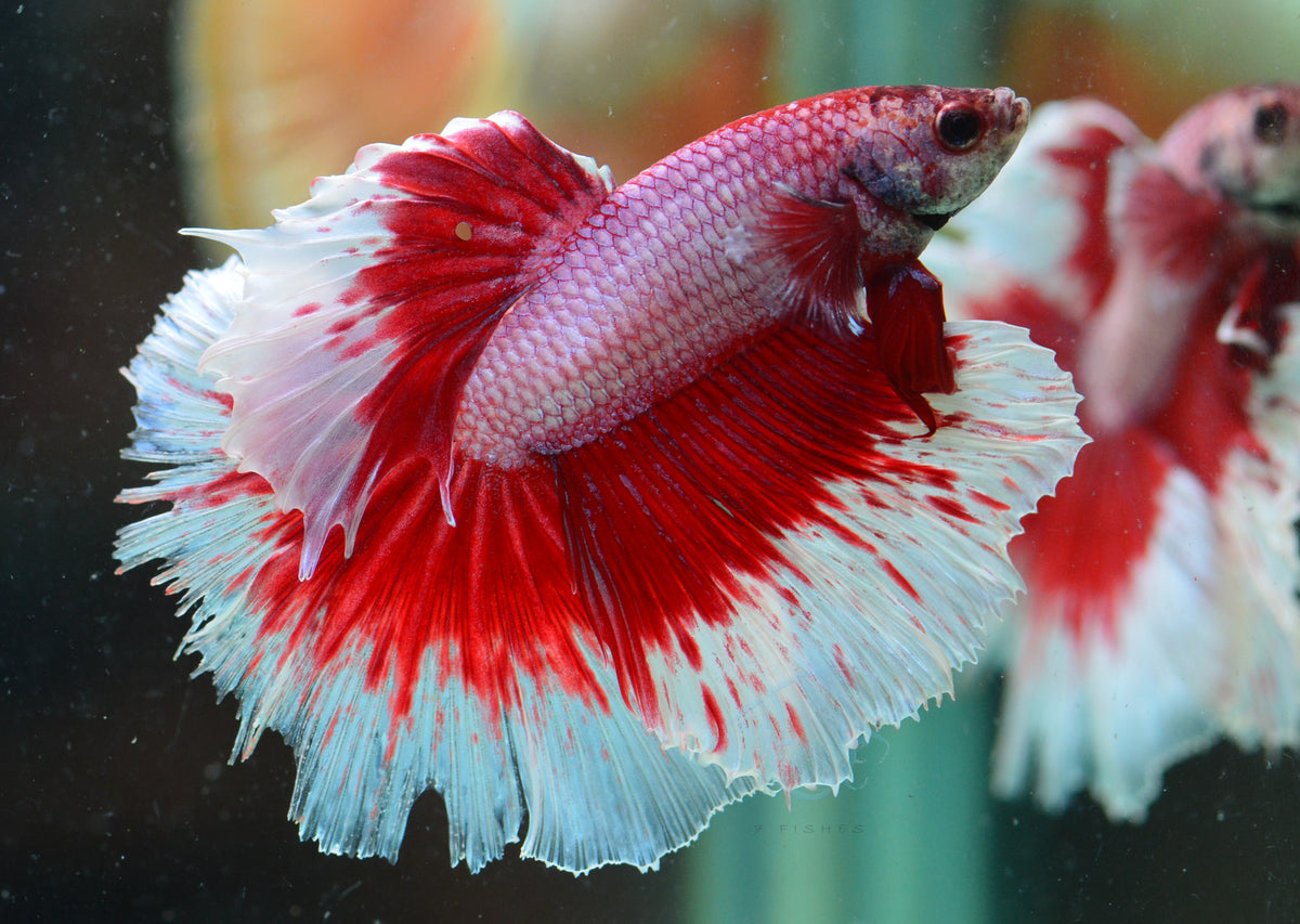 Red Butterfly Halfmoon Male