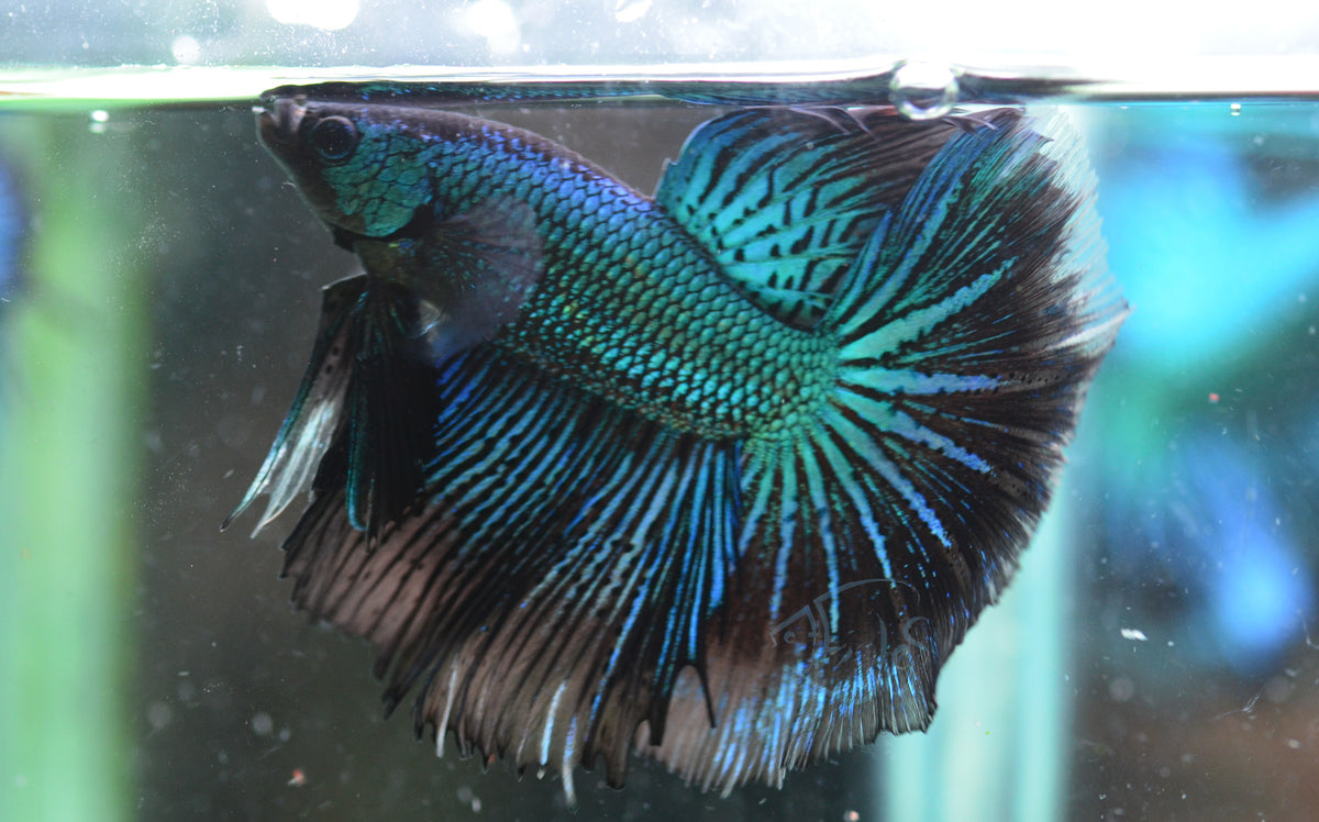 Blue Black Halfmoon Male