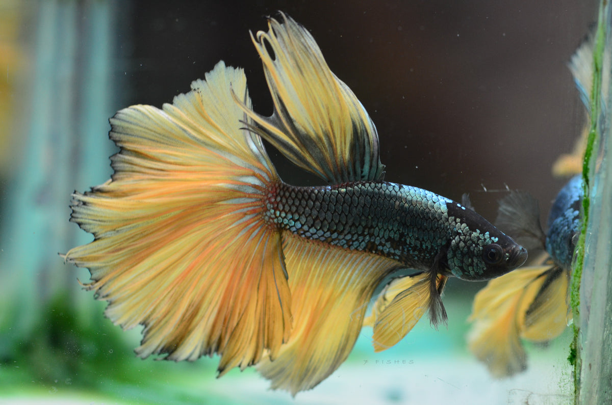 Copper Yellow Halfmoon Male