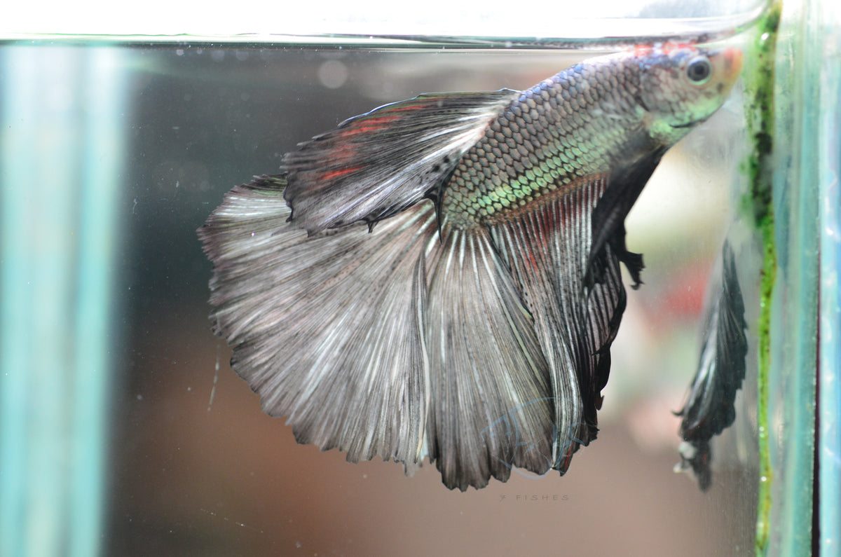 Copper Halfmoon Male