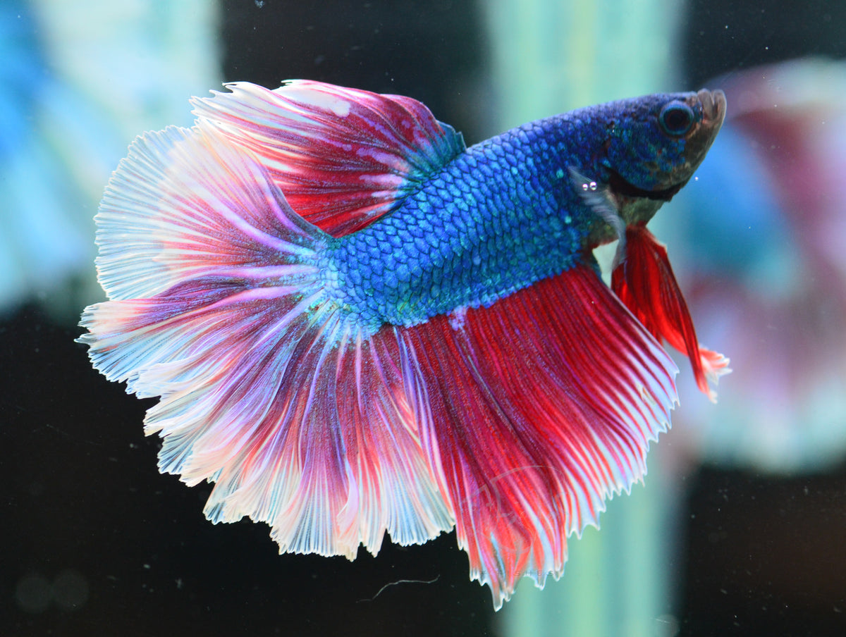 Blue Purple Bicolour Halfmoon Male