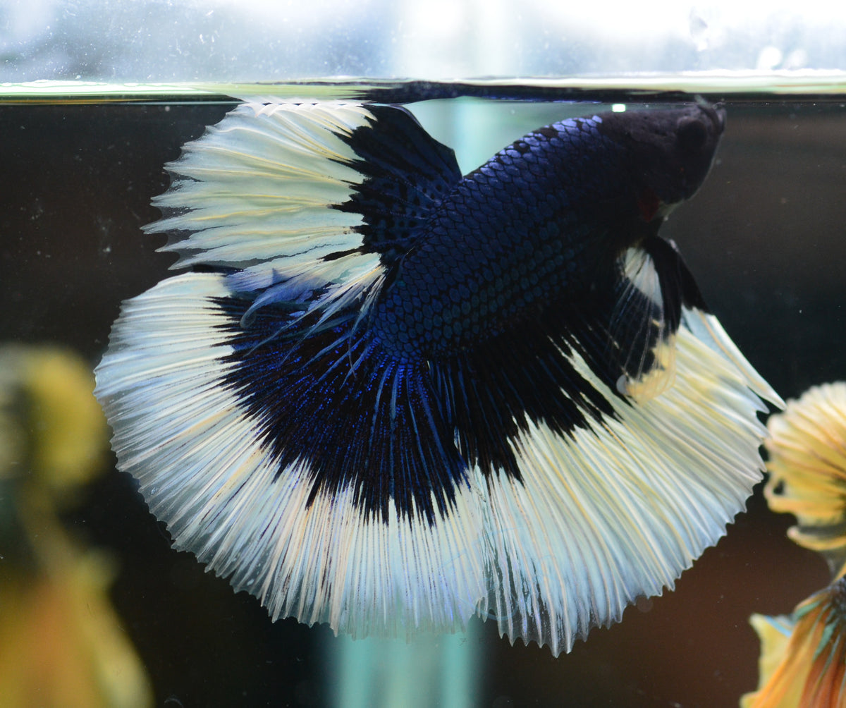 Blue Black Butterfly Halfmoon Male