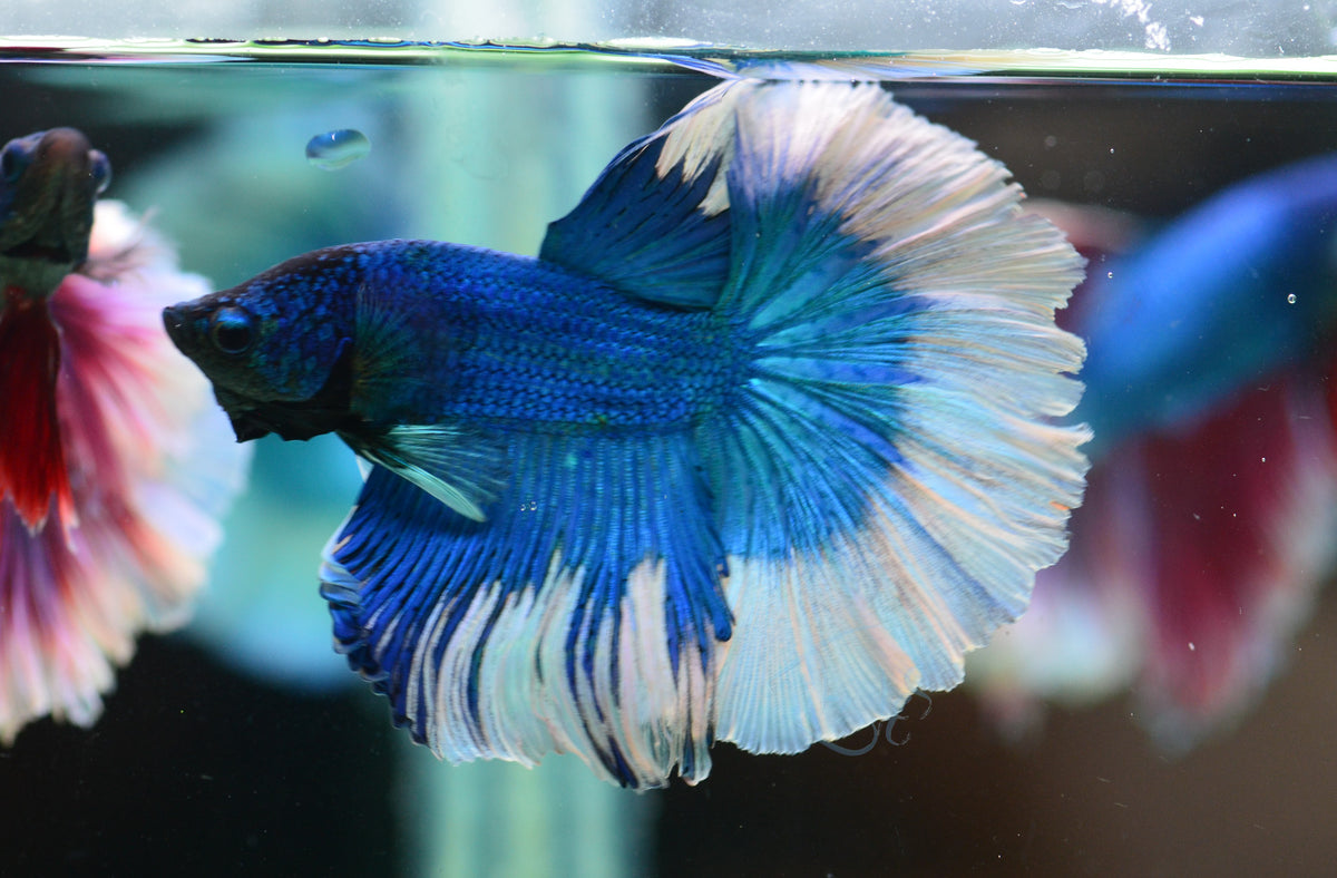 Blue Butterfly Halfmoon Male