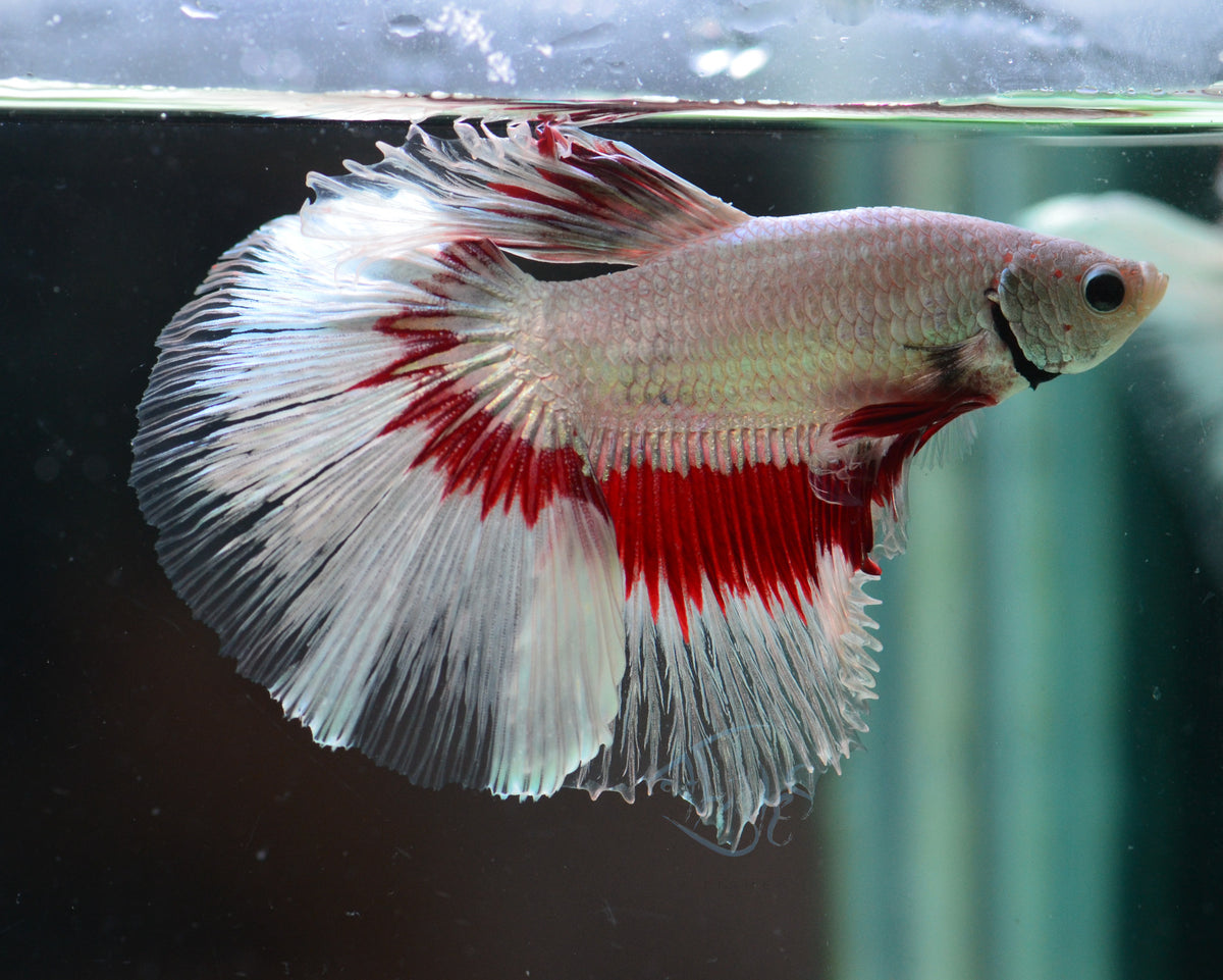 Red Dragon Butterfly Halfmoon Male