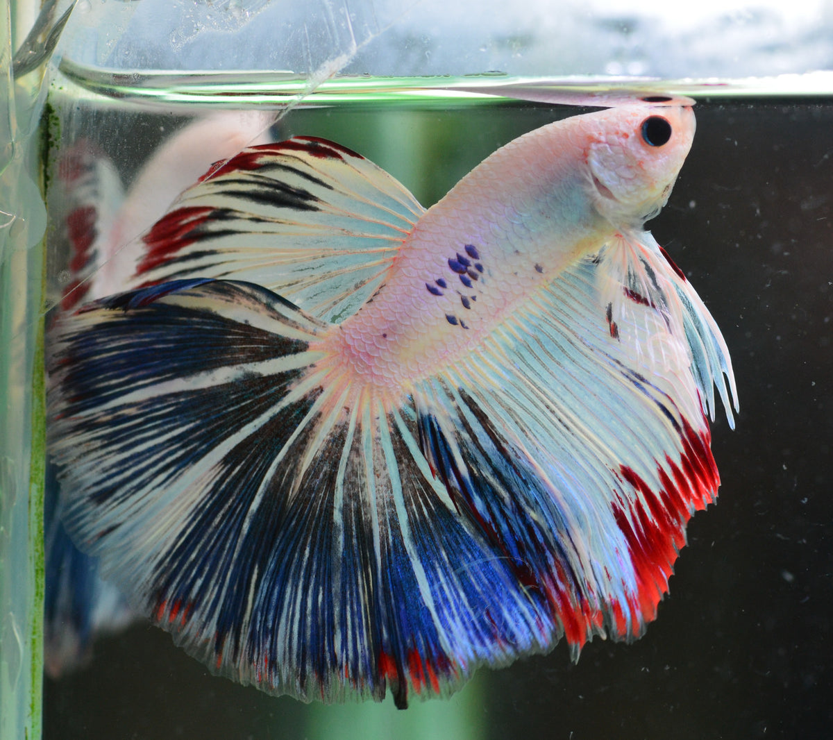 Blue Rim Halfmoon Male