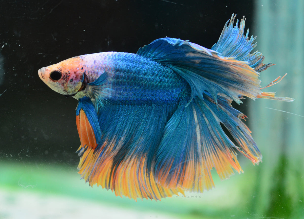 Blue Yellow Mascot Halfmoon Male