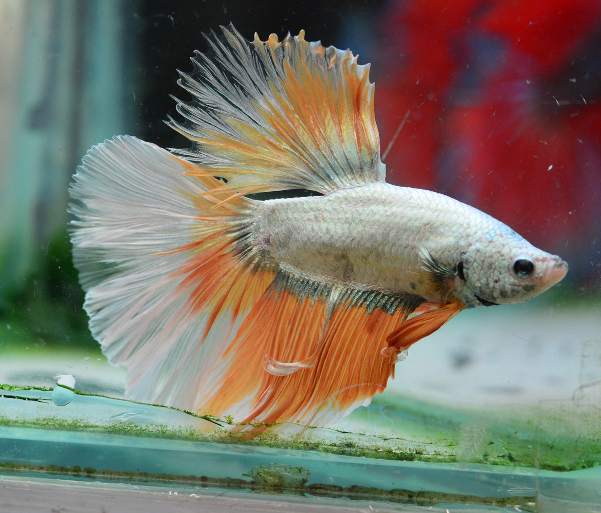 Copper Yellow Dragon Halfmoon Male