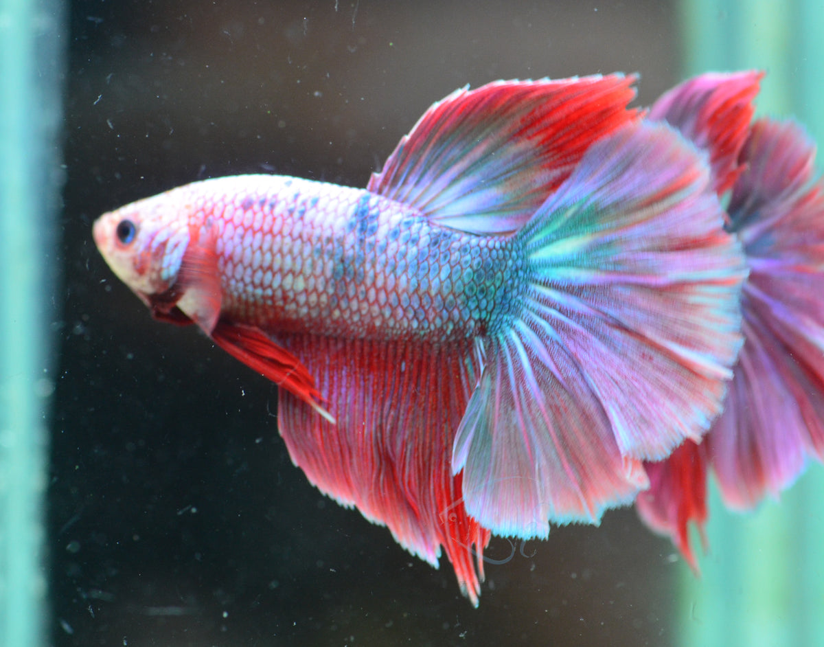 Purple Fancy Halfmoon Male