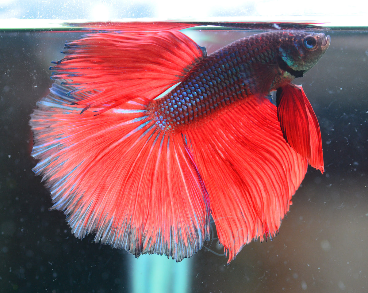 Iridescent Black Bicolour Halfmoon Male